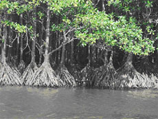 西表島仲間川のマングローブ画像